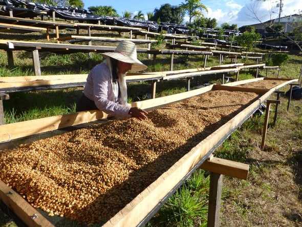 honey-processing