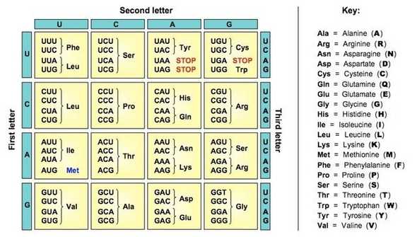 dna coding grid