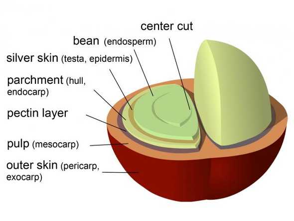 parts of coffee bean