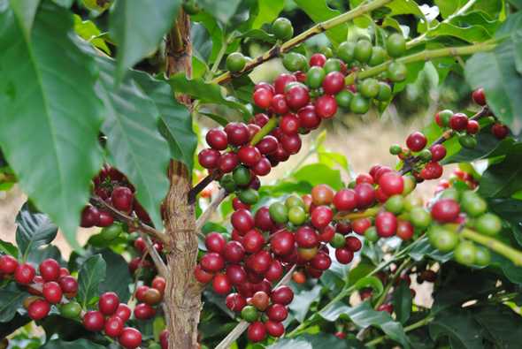 ripe coffee